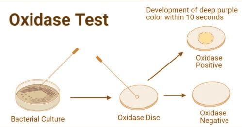 تست اکسیداز (Oxidase test) کد 113300