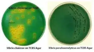 محیط کشت TCBS AGAR