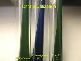 محیط کشت سه قندی آهن دارTCI