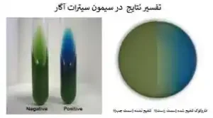 محیط کشت سیمون سیترات آگار