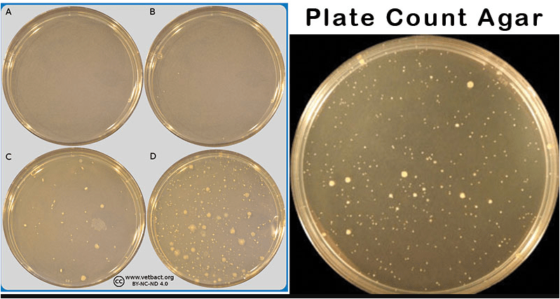 تعریف و کاربرد Plate count agar