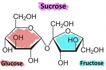 Reaction of sulfuric acid and sugar (sucrose)