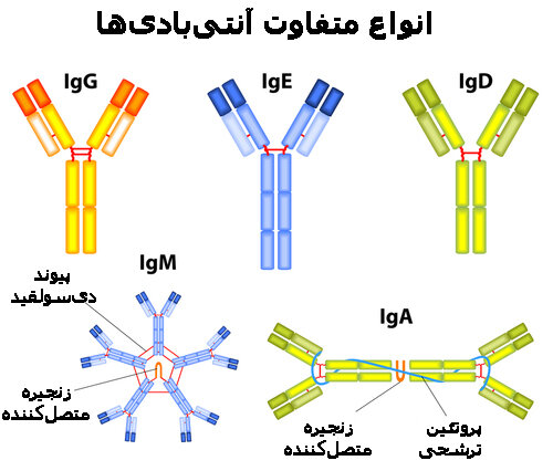 what-is-an-antibody