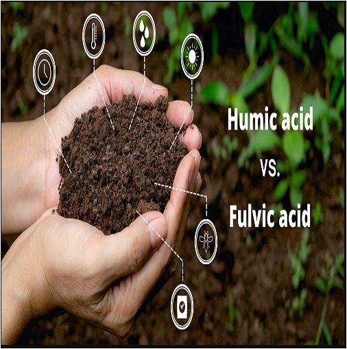 کاربردهای اسید هیومیک در کشاورزی