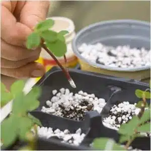 اسید ایندول بوتیریک