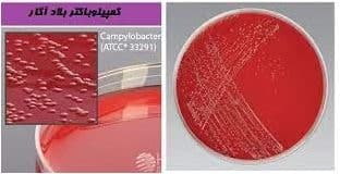 محیط کشت کمپیلوباکتر سلکتیو آگار (Campylobacter Selective Agar Base)