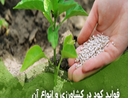 اهمیت کود شیمیایی برای تولید محصولات زراعی