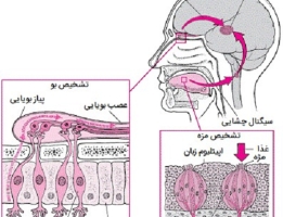 بررسی سیستم بویایی انسان و انواع اختلالات آن