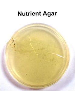 محیط کشت نوترینت آگار در آزمایشگاه