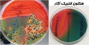 محیط کشت هکتون انتریک آگار 