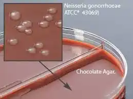 محیط کشت لینکومایسین آگار