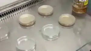 محیط کشت مایکوپلاسما آگار