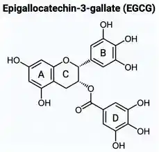 اپی گالوکاتچین گالات