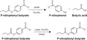 خرید ۴-نیترو فنیل بوتیرات 49 ۴-نیترو فنیل بوتیرات