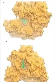 آلفا-گلوکوزیداز