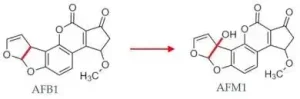 Difference between ochratoxin A and aflatoxin