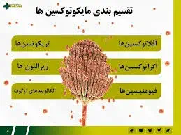 Difference between ochratoxin A and aflatoxin