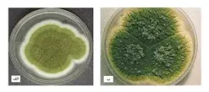 Difference between ochratoxin A and aflatoxin